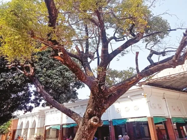 বরানগর পাঠবাড়িতে ঐতিহাসিক বকুল গাছ&nbsp;