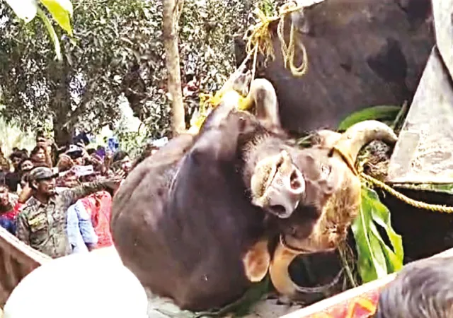 কোচবিহারের মোয়ামারিতে বাইসনের তাণ্ডব, জখম ১