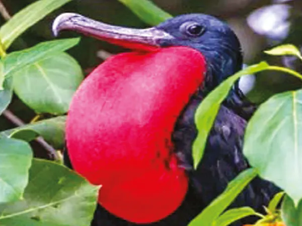 উড়তে উড়তে ঘুমায় যে পাখি
সোমা চক্রবর্তী