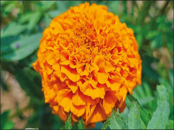 কল্যাণী কৃষি বিশ্ববিদ্যালয় তৈরি&nbsp;করছে নতুন প্রজাতির গাঁদাফুল