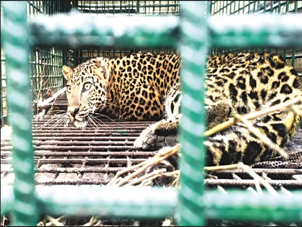 তাড়া খেয়ে ঠাকুর ঘরে চিতাবাঘ, ঘুমপাড়ানি গুলি ছুড়ে কাবু