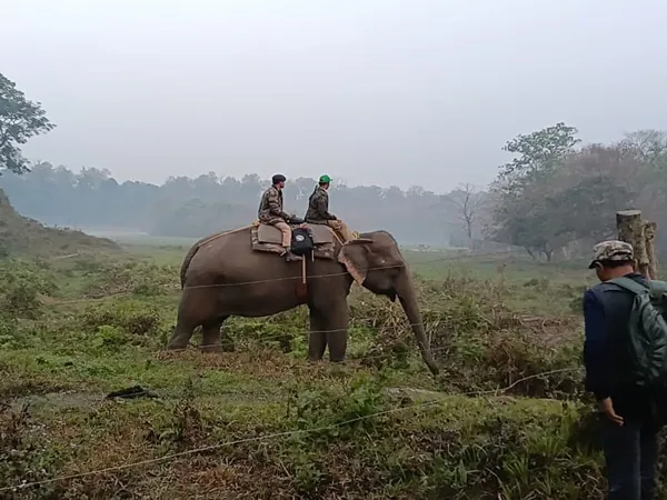 জলদাপাড়া এবং গোরুমারার জঙ্গলে শুরু হল গণ্ডার গণনা, কাজে লাগানো হচ্ছে ৯০টি হাতি