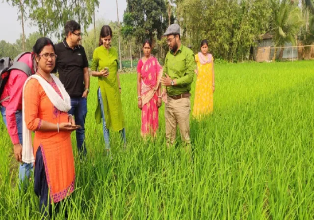 উত্তরবঙ্গে এডব্লুডি পদ্ধতিতে কার্বন ফার্মিং, ধান চাষে নতুন দিশা দেখাচ্ছে সাতমাইল সতীশ ক্লাব