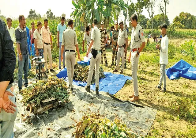 সাহেবনগরে ভুট্টা খেতের আড়ালে পোস্তচাষ, গাছ নষ্ট করল পুলিস